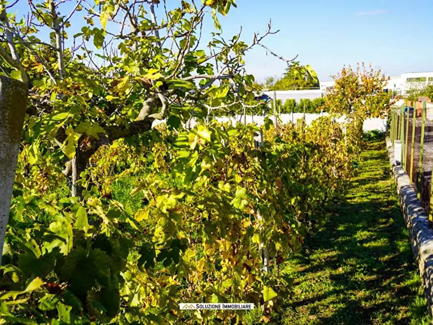 Immagine 14 di Terreno agricolo in vendita  in via dei tulipani 24 a Albano Laziale