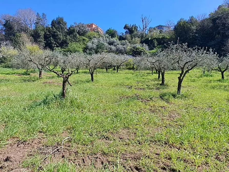 Immagine 36 di Terreno agricolo in vendita  in via del laghetto 1 a Castel Gandolfo