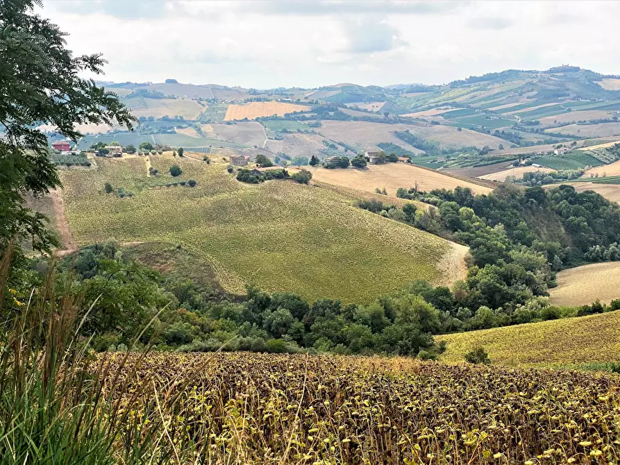 Immagine 1 di Terreno agricolo in vendita  a Carassai