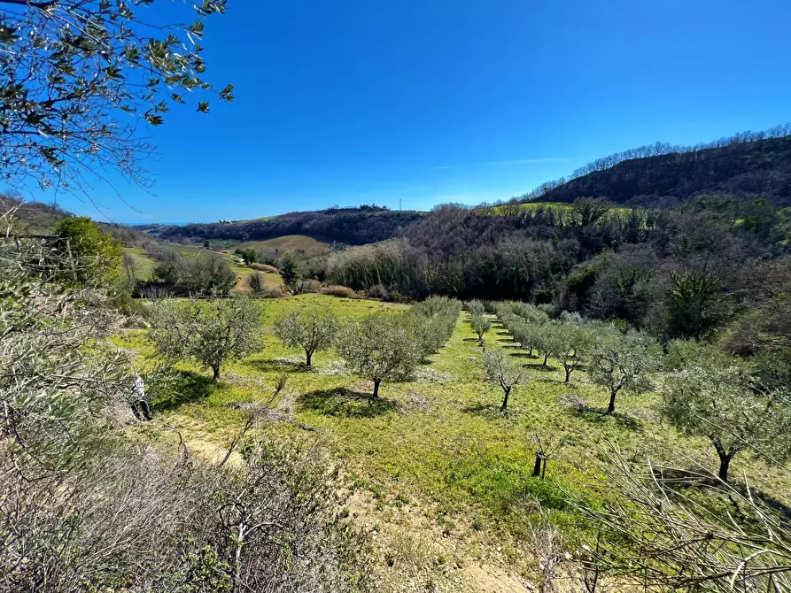 Immagine 19 di Casa indipendente in vendita  snc a Montefiore Dell'aso