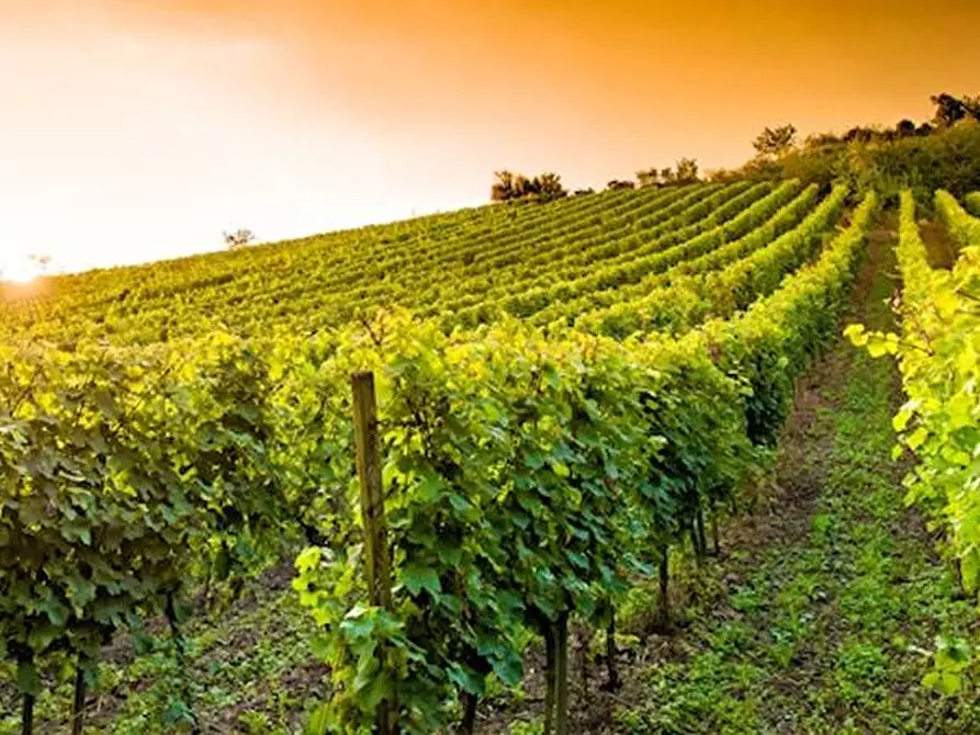 Immagine 1 di Terreno agricolo in vendita  a Fermo