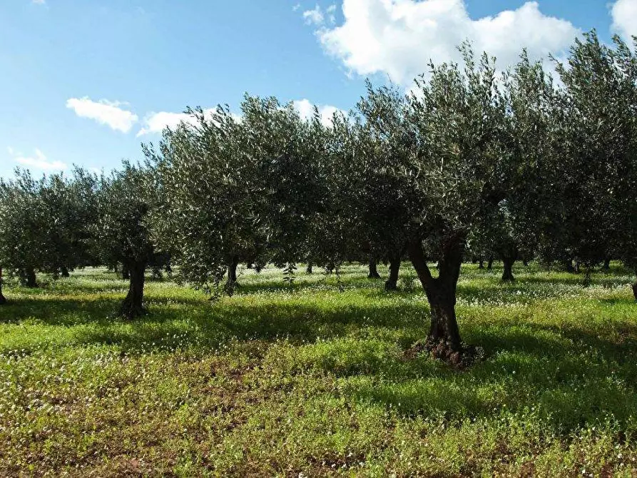 Immagine 1 di Terreno agricolo in vendita  a Fermo