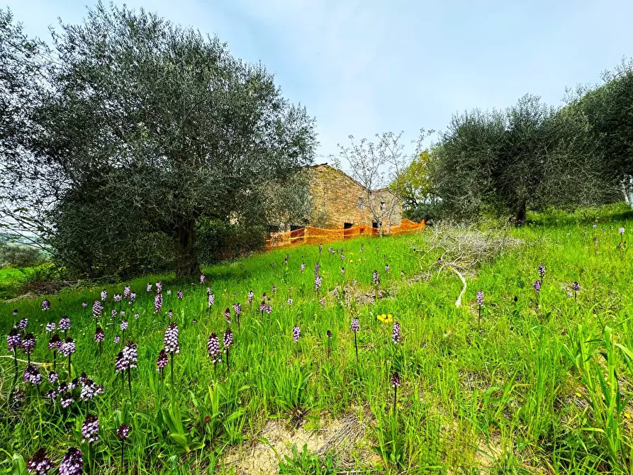 Immagine 8 di Rustico / casale in vendita  snc a Fermo