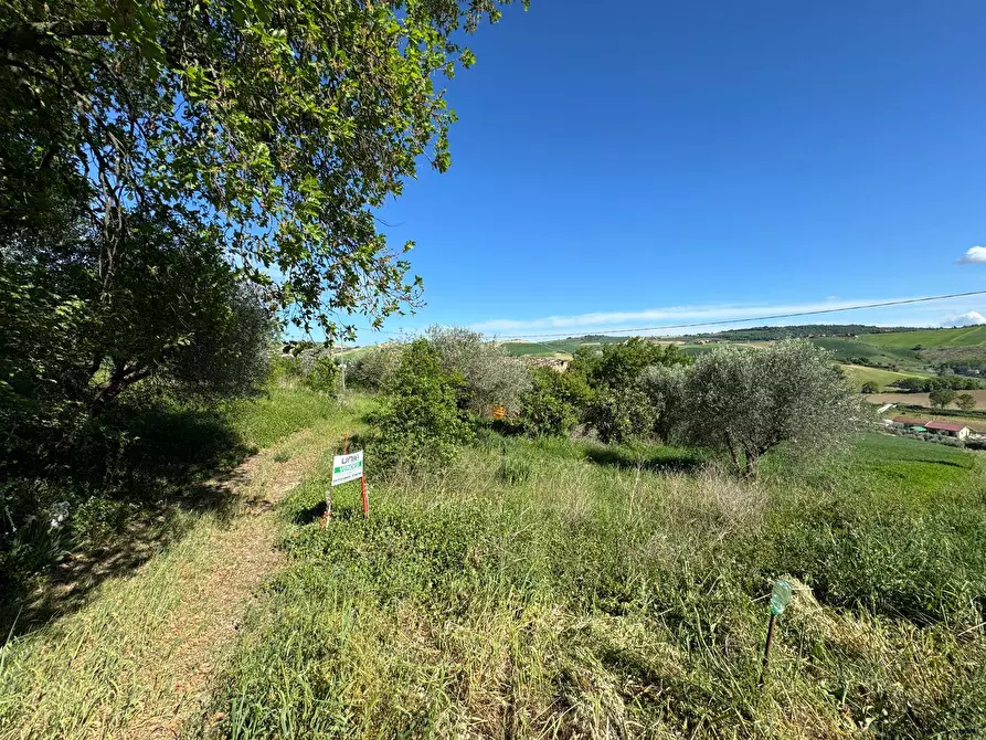 Immagine 2 di Terreno agricolo in vendita  snc a Fermo