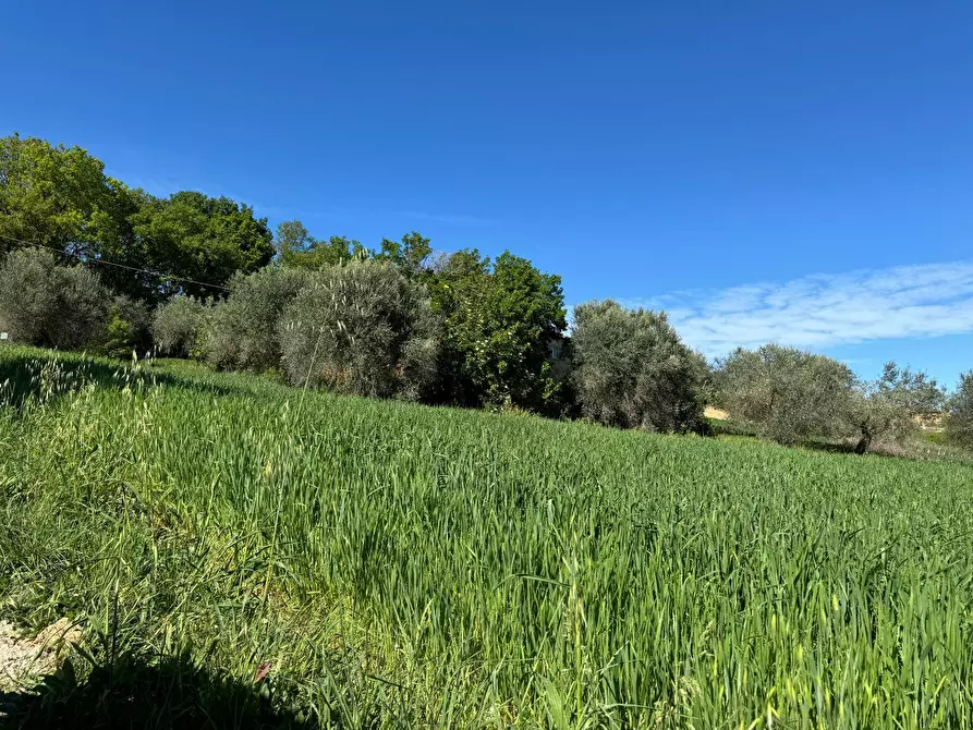 Immagine 5 di Terreno agricolo in vendita  snc a Fermo