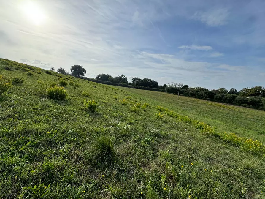Immagine 3 di Terreno agricolo in vendita  a Lapedona