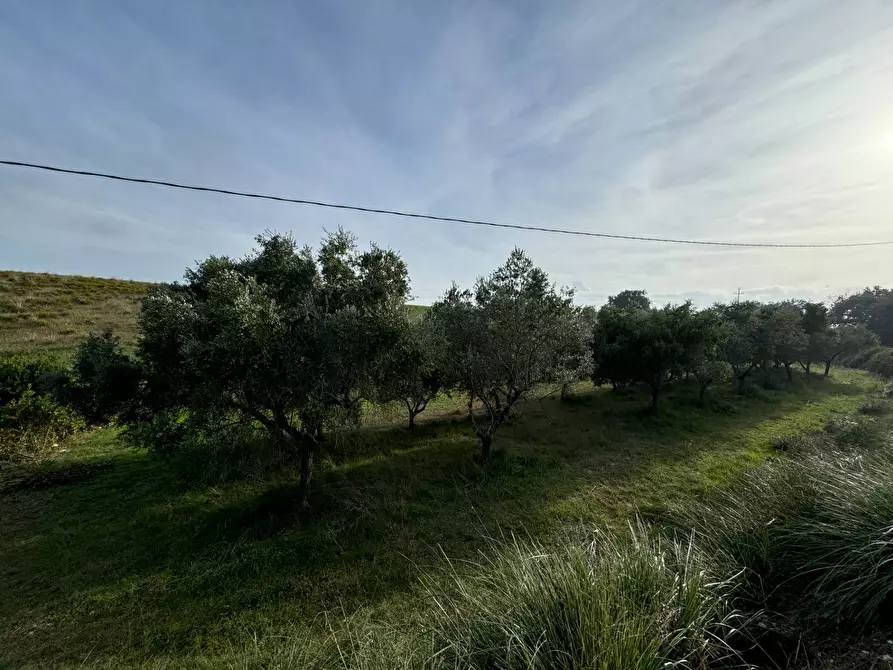 Immagine 4 di Terreno agricolo in vendita  a Lapedona