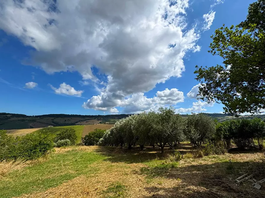 Immagine 12 di Rustico / casale in vendita  snc a Monterubbiano