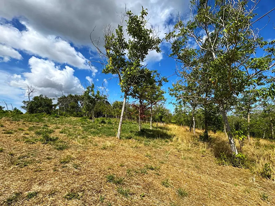 Immagine 13 di Rustico / casale in vendita  snc a Monterubbiano