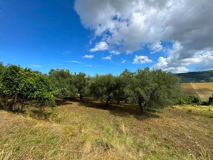 Immagine 16 di Rustico / casale in vendita  snc a Monterubbiano
