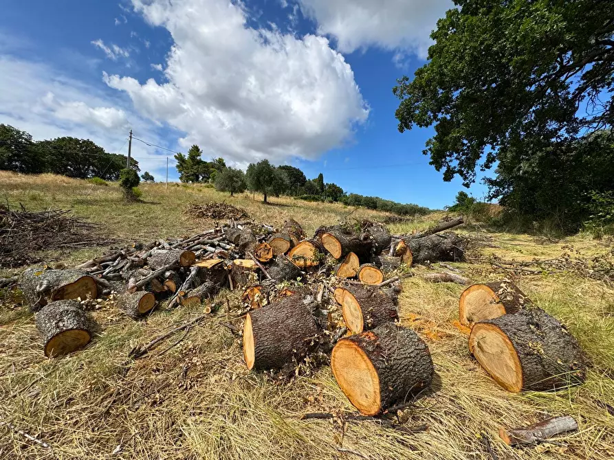 Immagine 19 di Rustico / casale in vendita  snc a Monterubbiano