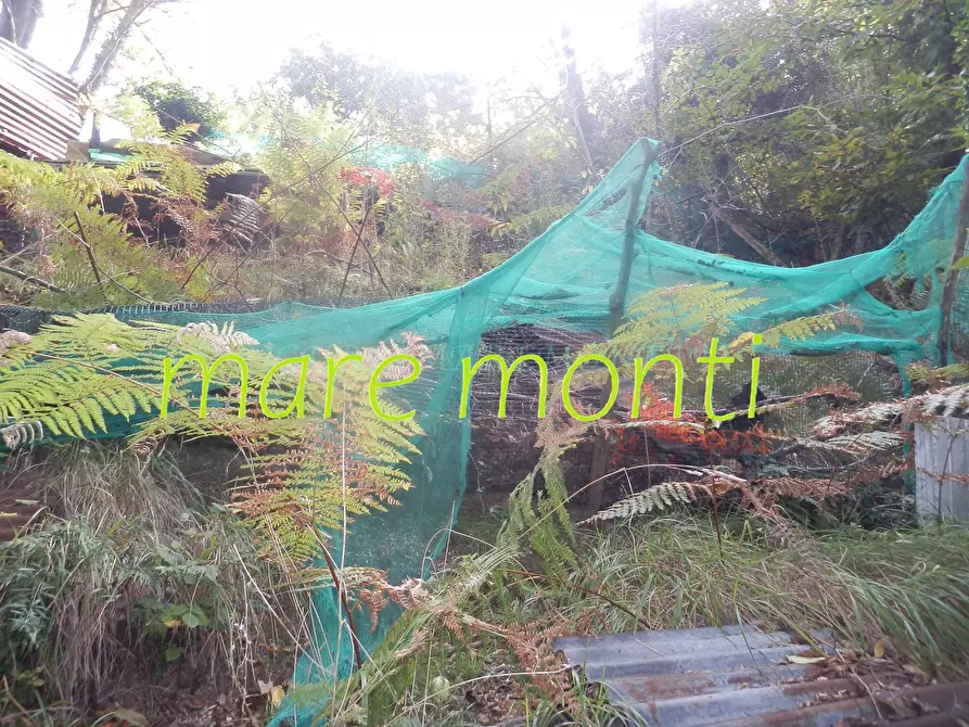 Immagine 6 di Terreno agricolo in vendita  in via cimavalle a Savona