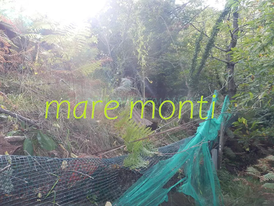 Immagine 7 di Terreno agricolo in vendita  in via cimavalle a Savona