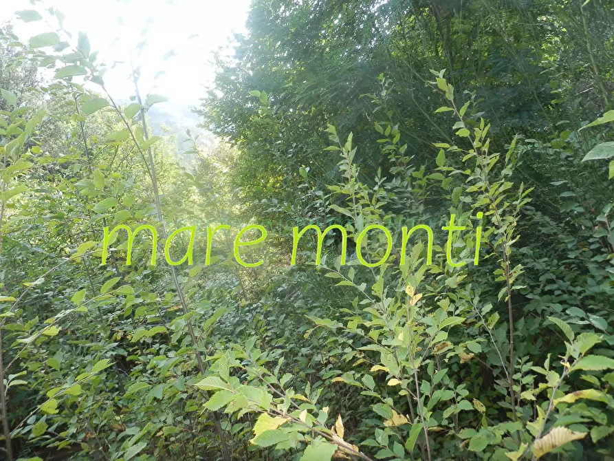 Immagine 14 di Terreno agricolo in vendita  in via cimavalle a Savona