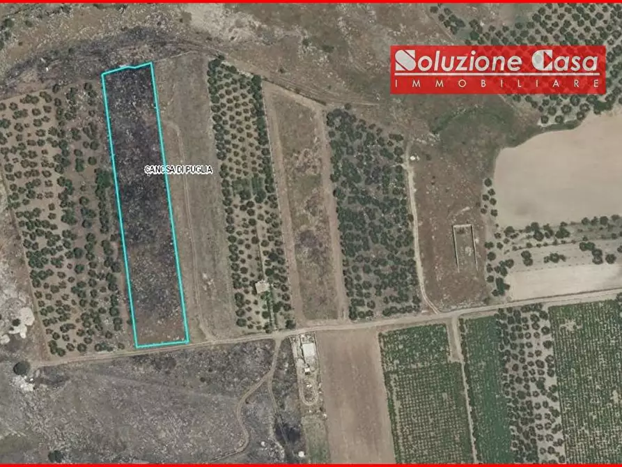 Immagine 3 di Terreno agricolo in vendita  in contrada Sant'antonio a Canosa Di Puglia