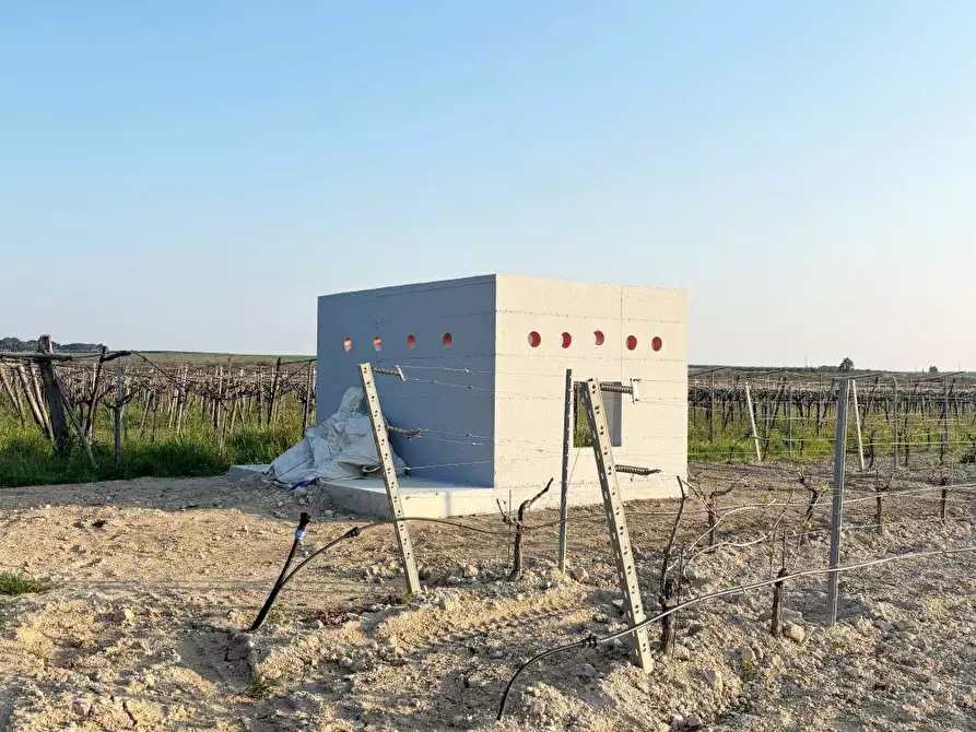 Immagine 5 di Terreno agricolo in vendita  a Cerignola