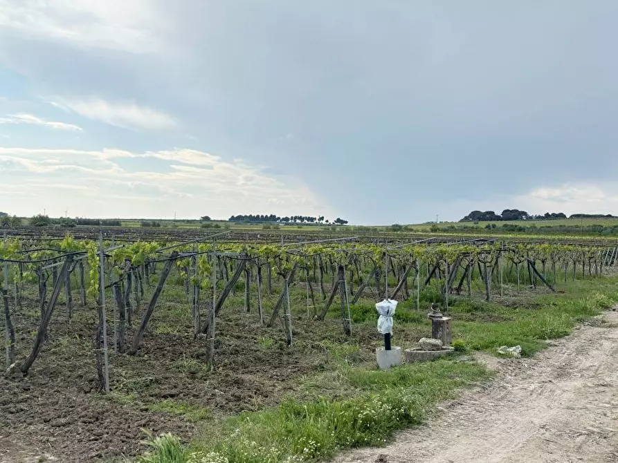 Immagine 1 di Terreno agricolo in vendita  a Cerignola