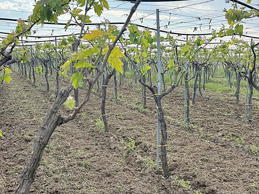 Immagine 2 di Terreno agricolo in vendita  a Cerignola