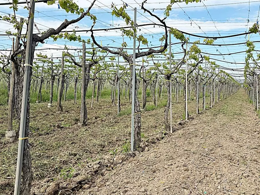 Immagine 3 di Terreno agricolo in vendita  a Cerignola
