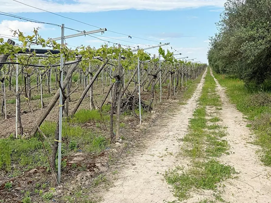 Immagine 4 di Terreno agricolo in vendita  a Cerignola