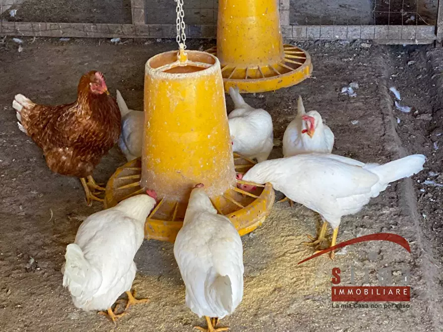 Immagine 28 di Rustico / casale in vendita  a Cassaro