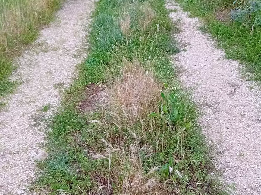 Immagine 4 di Terreno agricolo in vendita  in via appia km 95,313 a Terracina