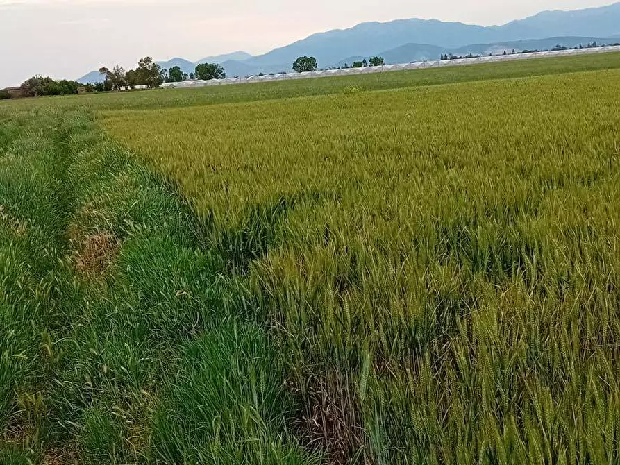 Immagine 3 di Terreno agricolo in vendita  in via appia km 95,313 a Terracina