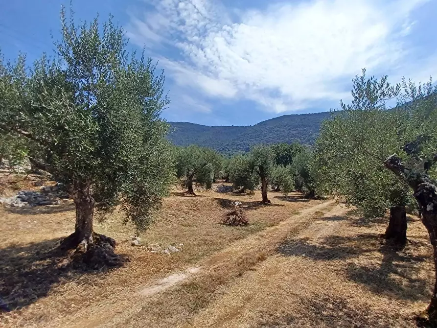 Immagine 1 di Terreno agricolo in vendita  in contrada le Rose a Bassiano