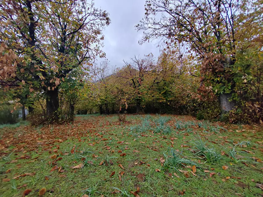 Immagine 2 di Terreno agricolo in vendita  in Contrada Acquamora a Bassiano