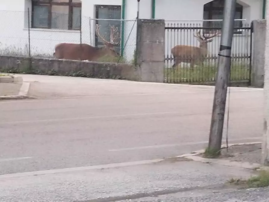 Immagine 13 di Attività commerciale in vendita  in via Roma 54 a Alfedena