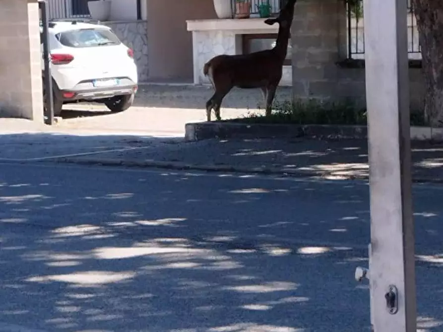 Immagine 17 di Attività commerciale in vendita  in via Roma 54 a Alfedena