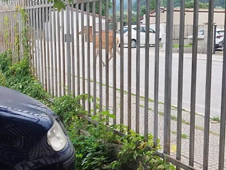 Immagine 20 di Attività commerciale in vendita  in via Roma 54 a Alfedena