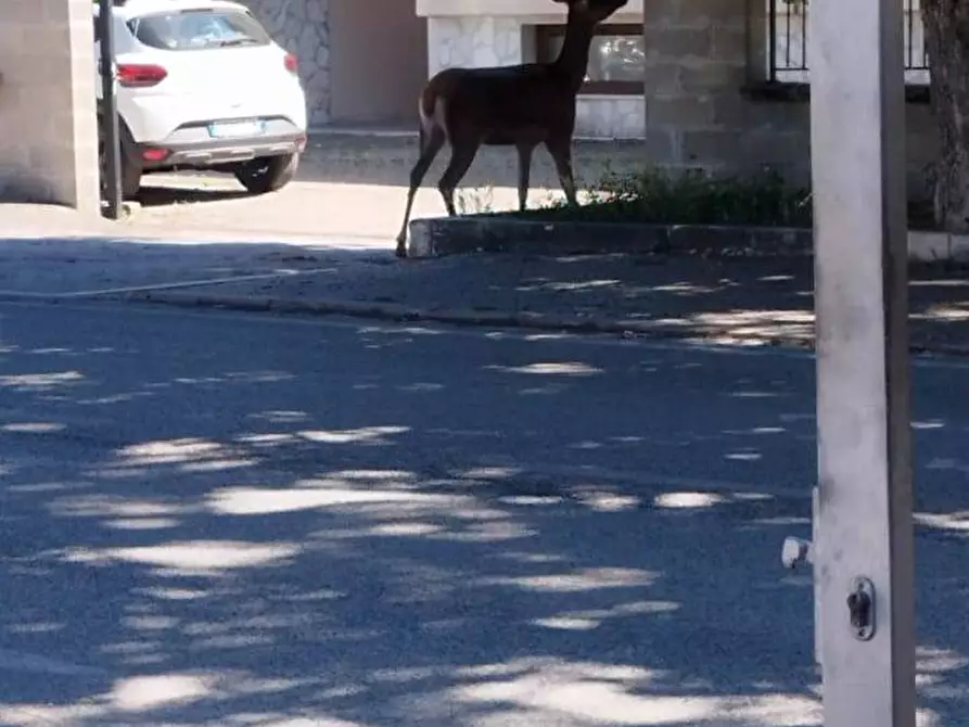 Immagine 25 di Attività commerciale in vendita  in via Roma 54 a Alfedena