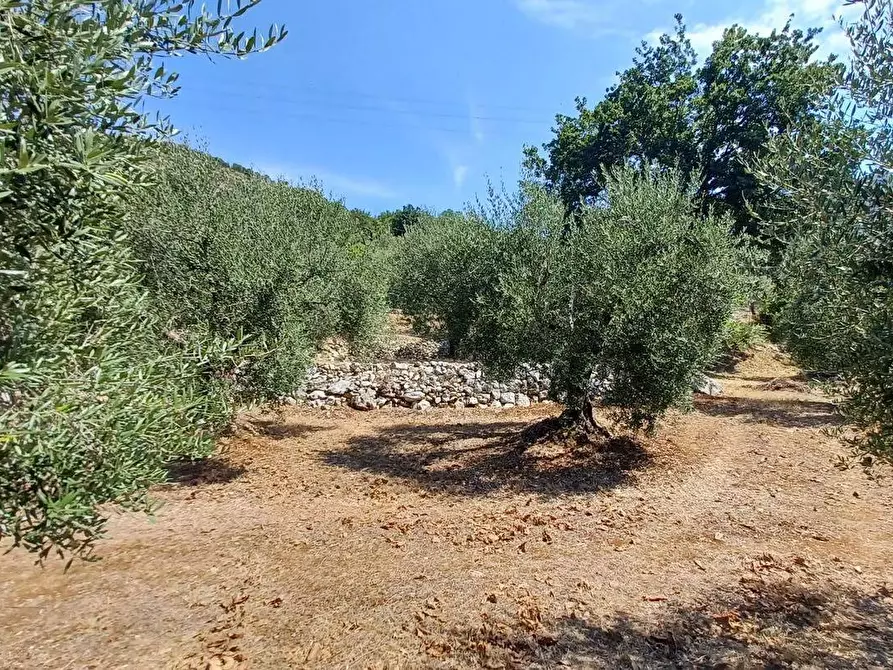 Immagine 5 di Terreno agricolo in vendita  in via piccaro snc a Maenza