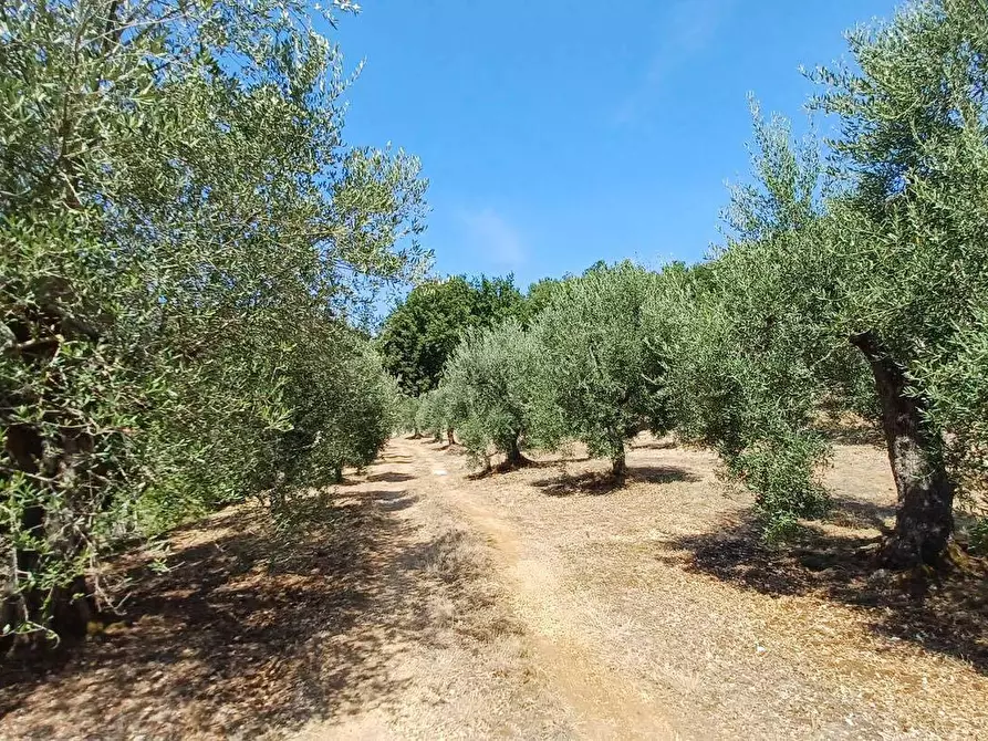 Immagine 2 di Terreno agricolo in vendita  in via piccaro snc a Maenza