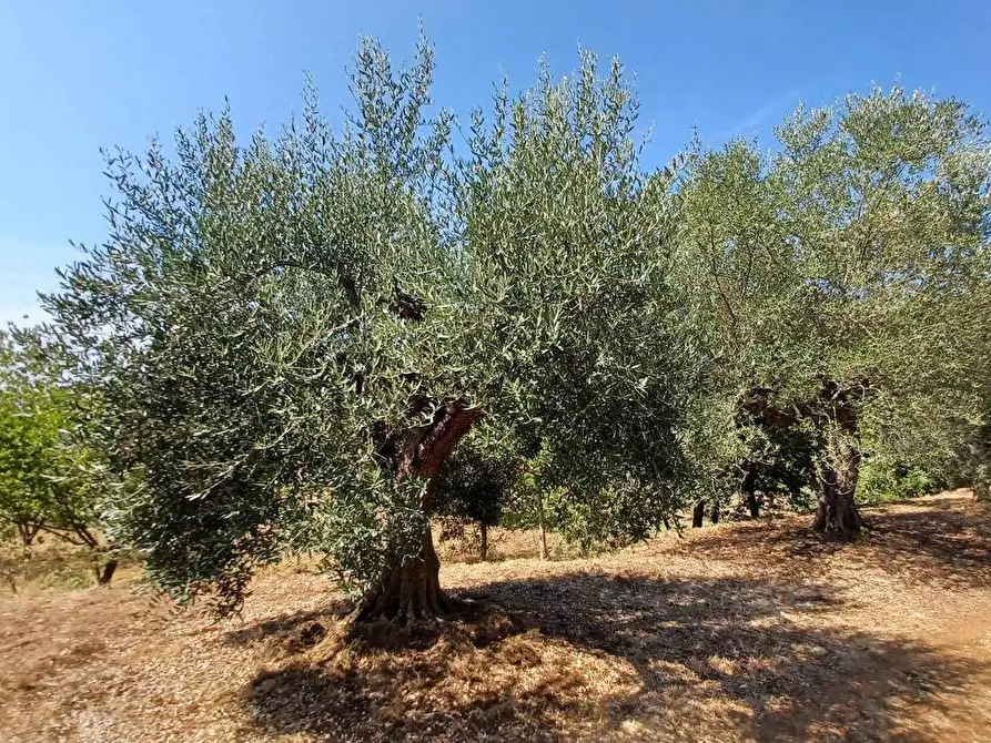 Immagine 8 di Terreno agricolo in vendita  in via piccaro snc a Maenza