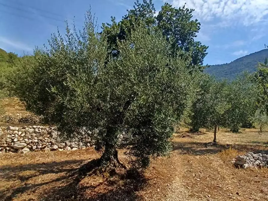 Immagine 9 di Terreno agricolo in vendita  in via piccaro snc a Maenza