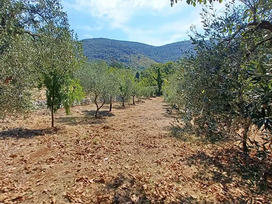 Immagine 3 di Terreno agricolo in vendita  in via piccaro snc a Maenza