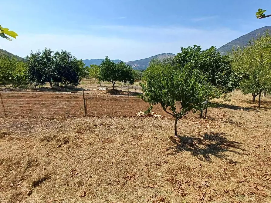 Immagine 10 di Terreno agricolo in vendita  in via piccaro snc a Maenza