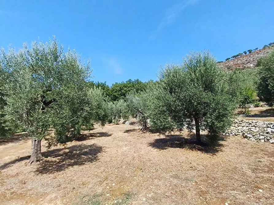 Immagine 6 di Terreno agricolo in vendita  in via piccaro snc a Maenza