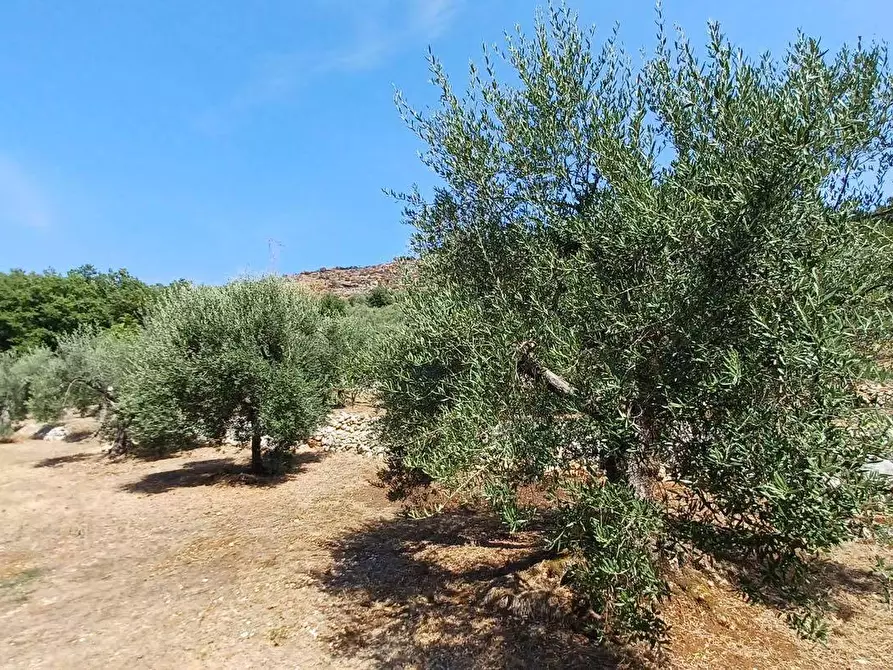 Immagine 4 di Terreno agricolo in vendita  in via piccaro snc a Maenza