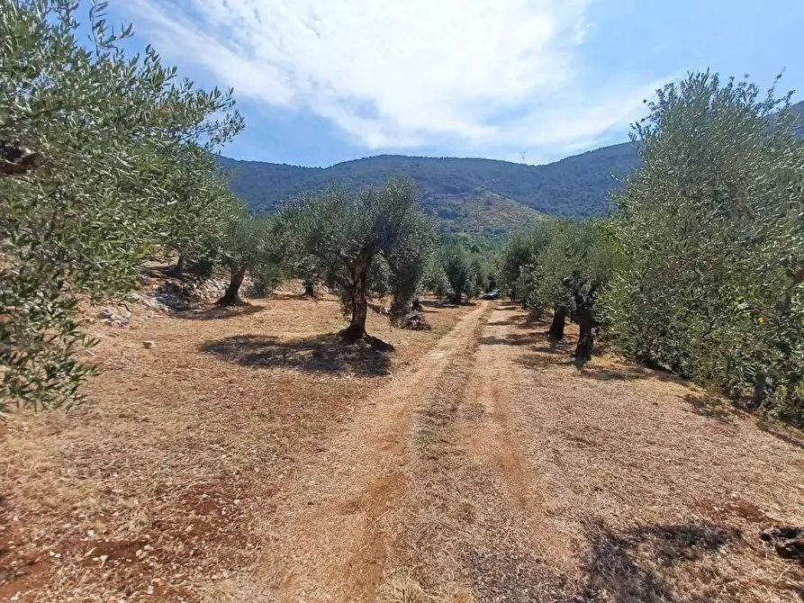 Immagine 11 di Terreno agricolo in vendita  in via piccaro snc a Maenza