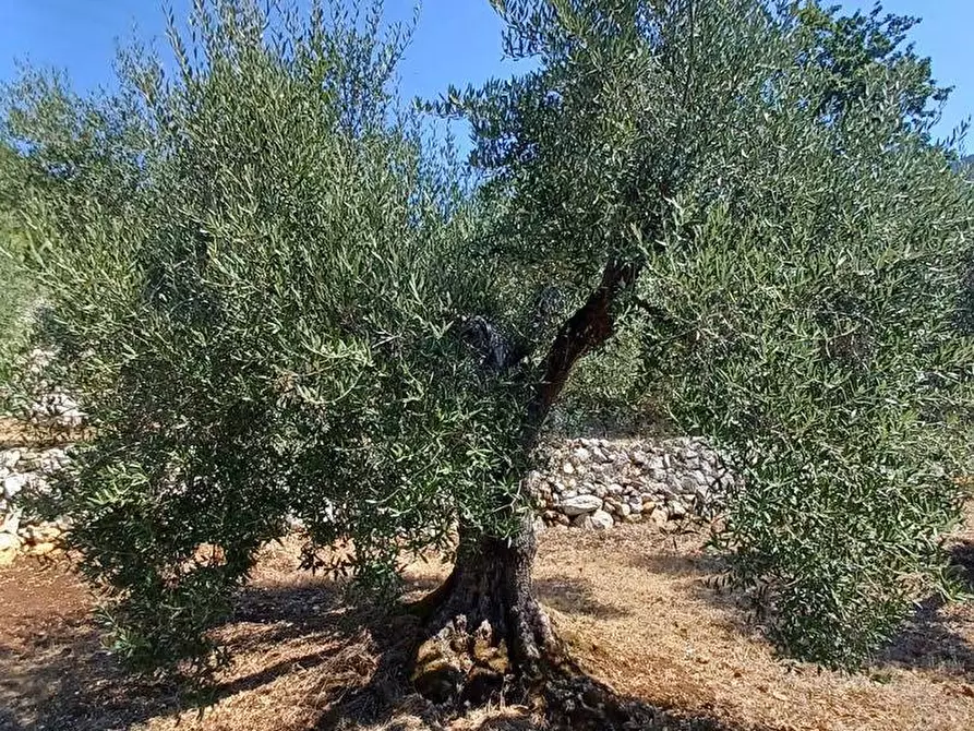 Immagine 12 di Terreno agricolo in vendita  in via piccaro snc a Maenza