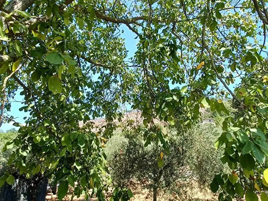 Immagine 7 di Terreno agricolo in vendita  in via piccaro snc a Maenza