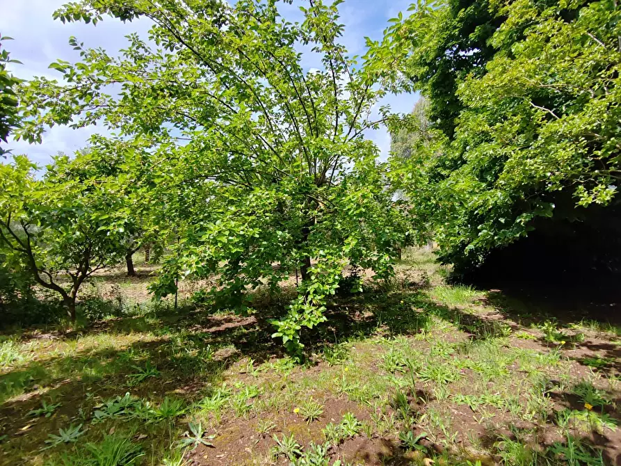 Immagine 68 di Villa in vendita  in Via Anime Sante 1 a Bassiano