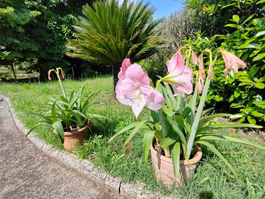 Immagine 86 di Villa in vendita  in Via Anime Sante 1 a Bassiano