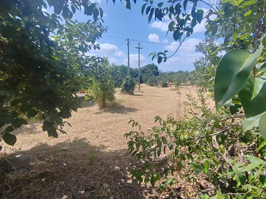 Immagine 4 di Locale commerciale in vendita  in Santa Eleuterio a Bassiano