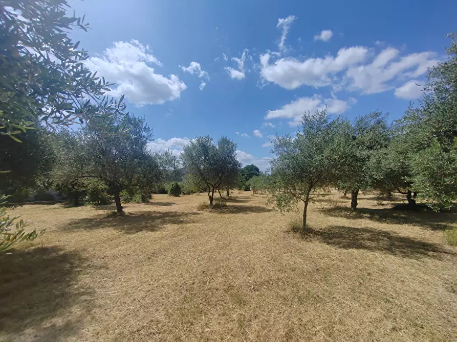 Immagine 8 di Locale commerciale in vendita  in Santa Eleuterio a Bassiano