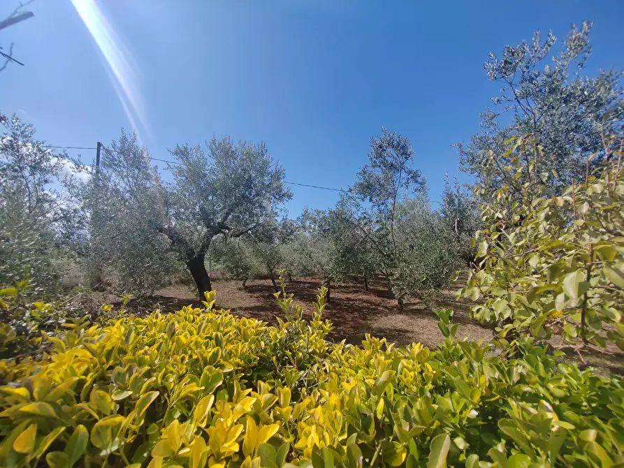 Immagine 22 di Casa indipendente in vendita  in Via Pozzo la Traversa a Bassiano