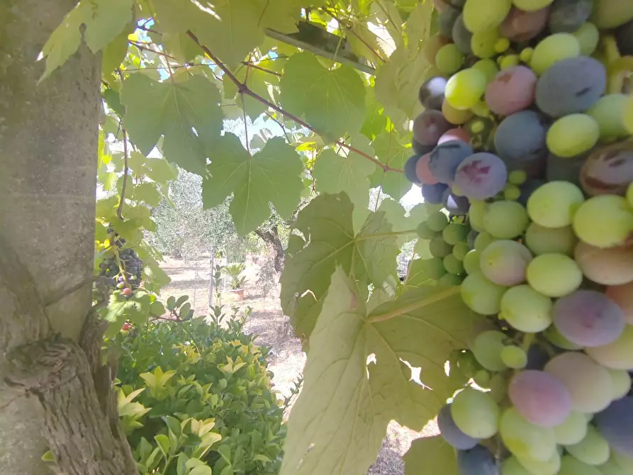 Immagine 23 di Casa indipendente in vendita  in Via Pozzo la Traversa a Bassiano